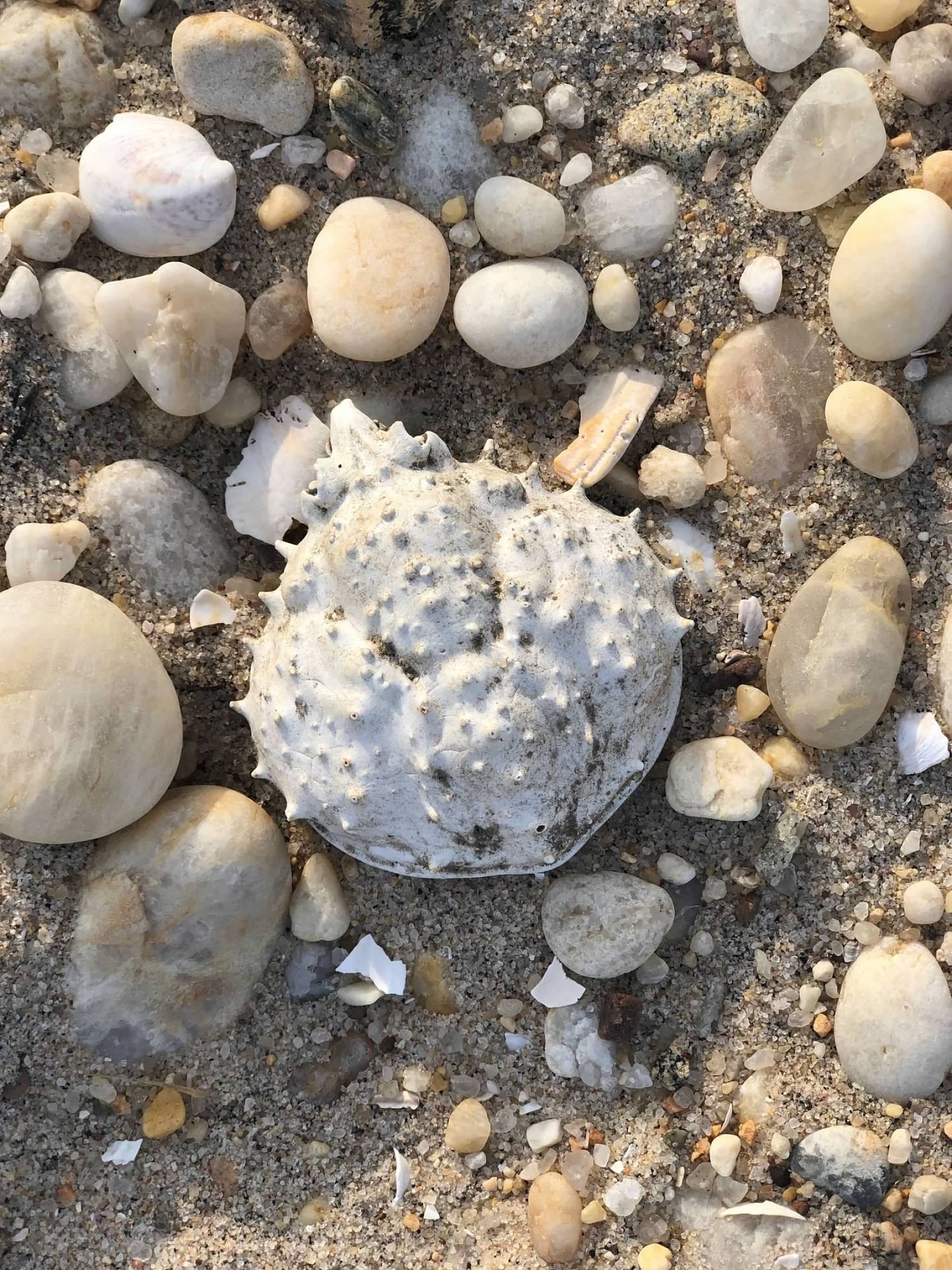 Beachcombing treasures