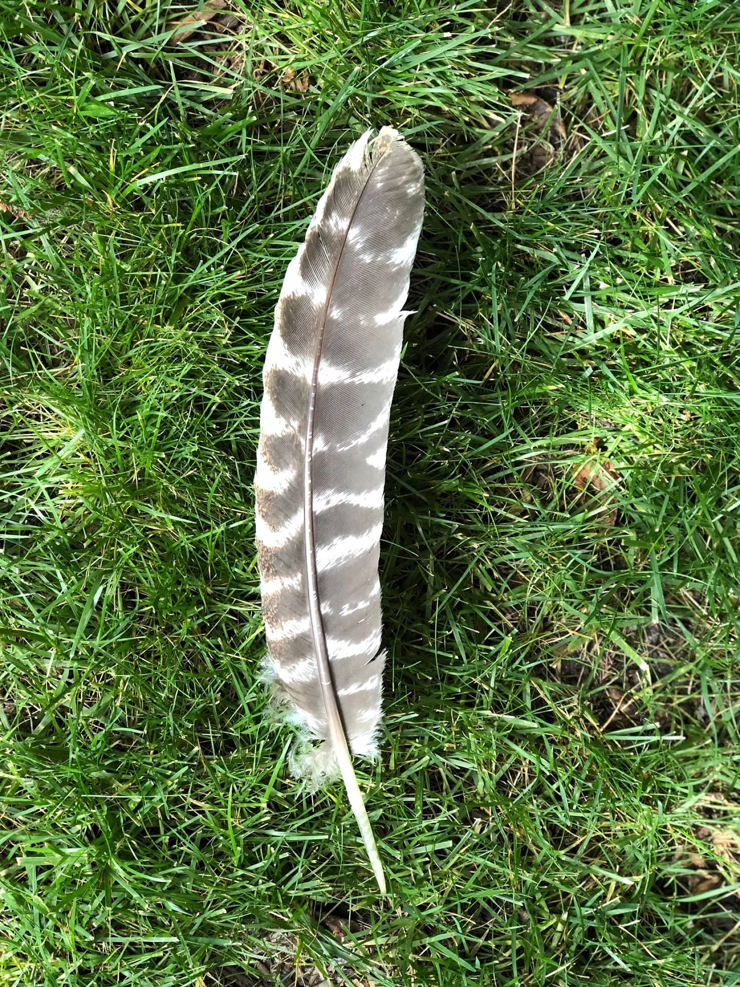 Found on a morning walk