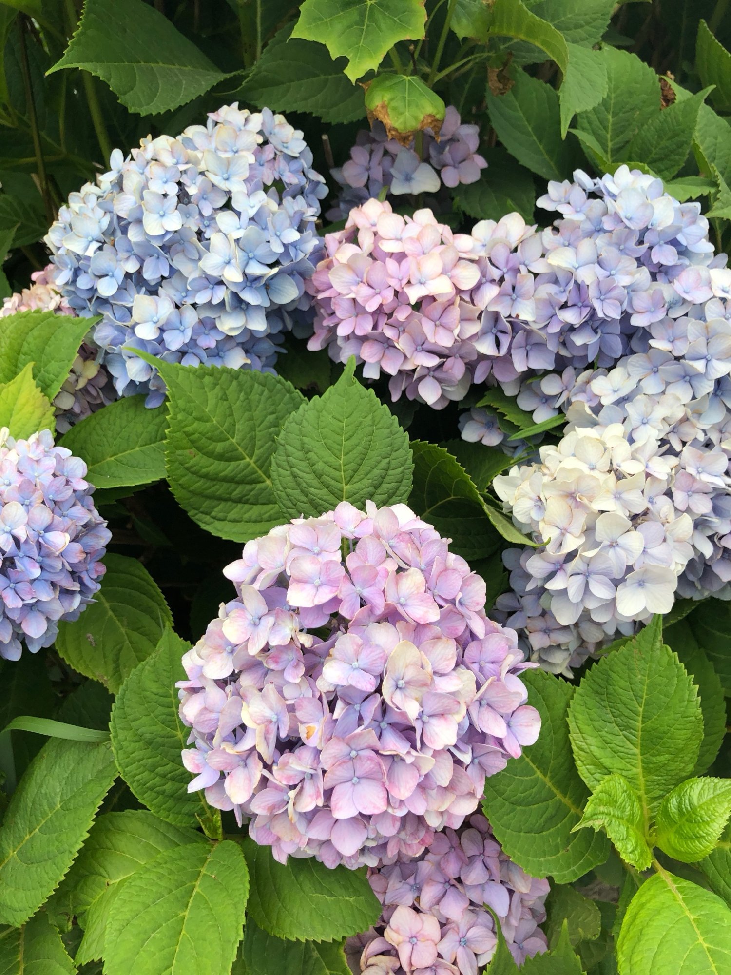 Hydrangeas in July