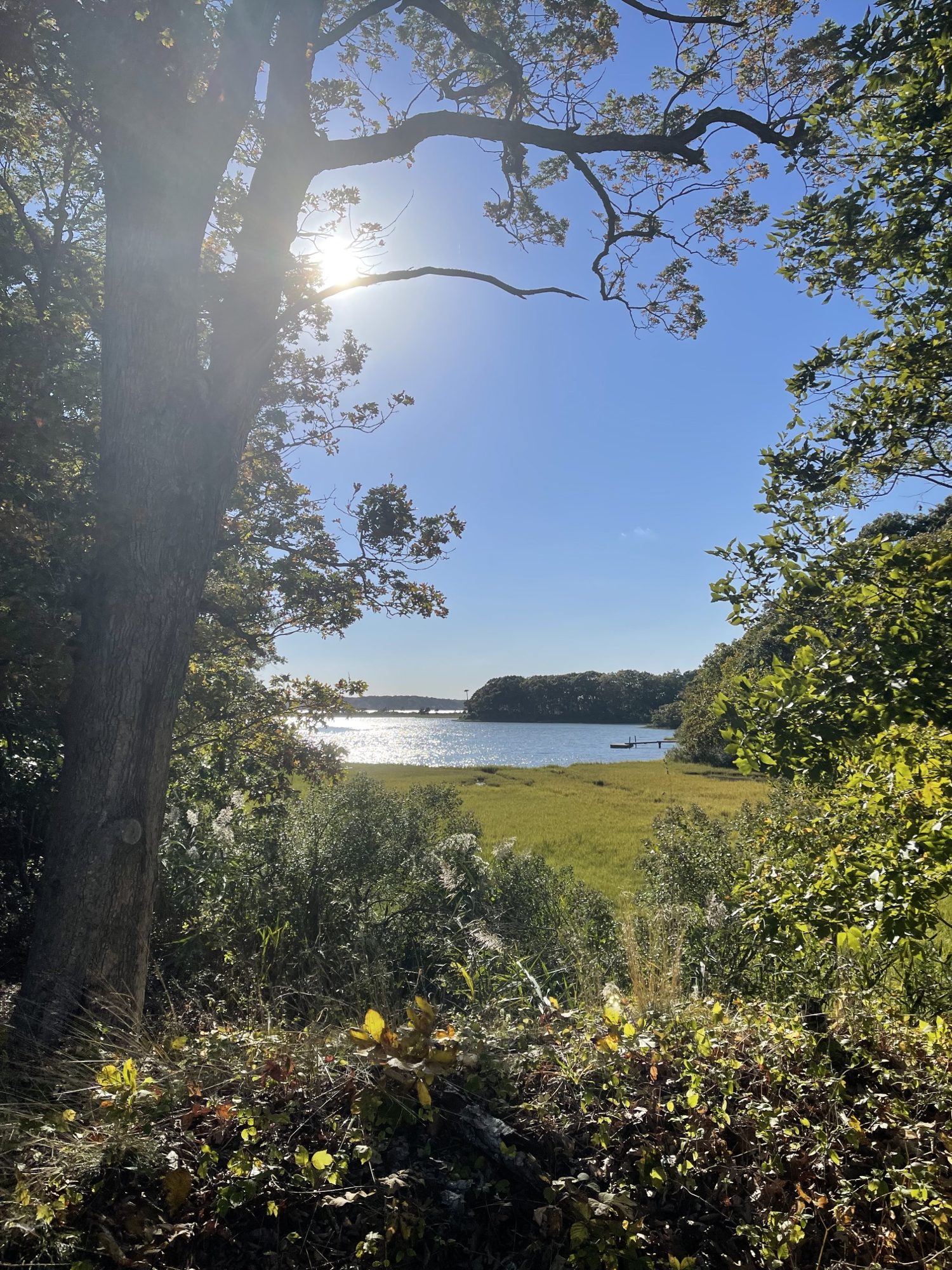 Salt marsh and open bay