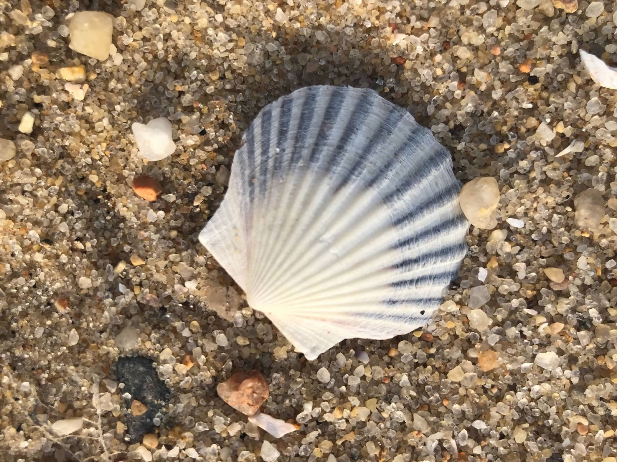 A scallop shell at low tide