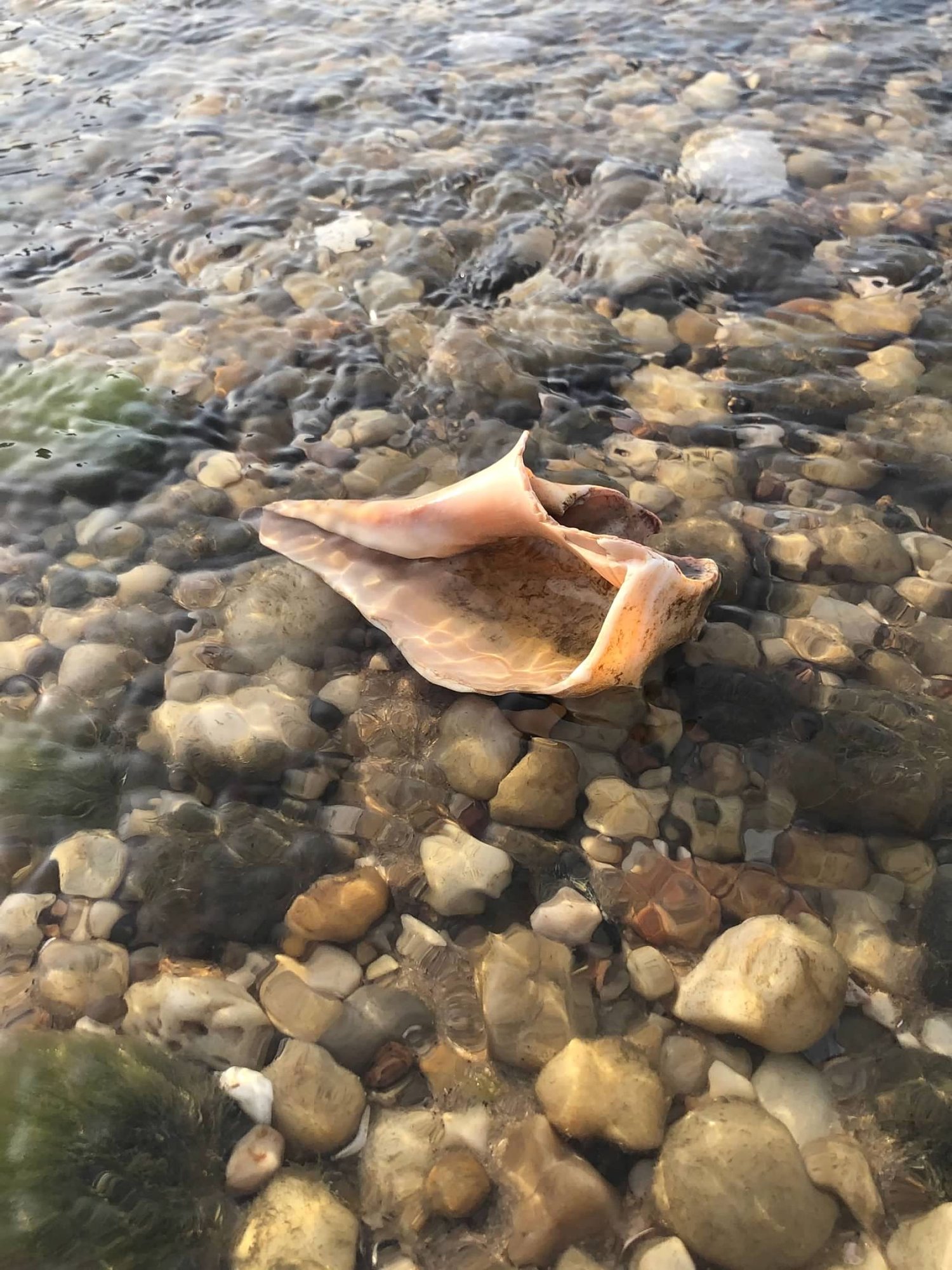 A whelk in the shallows